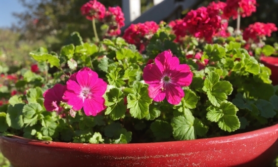 Flower, Plant, Petal, Petunia, Houseplant, Groundcover