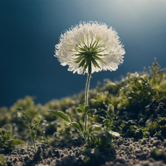 Flower, Plant, Sky, Petal, Natural Landscape, Grass