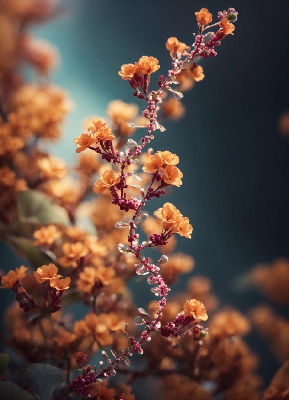 Flower, Plant, Twig, Terrestrial Plant, Flowering Plant, Sky