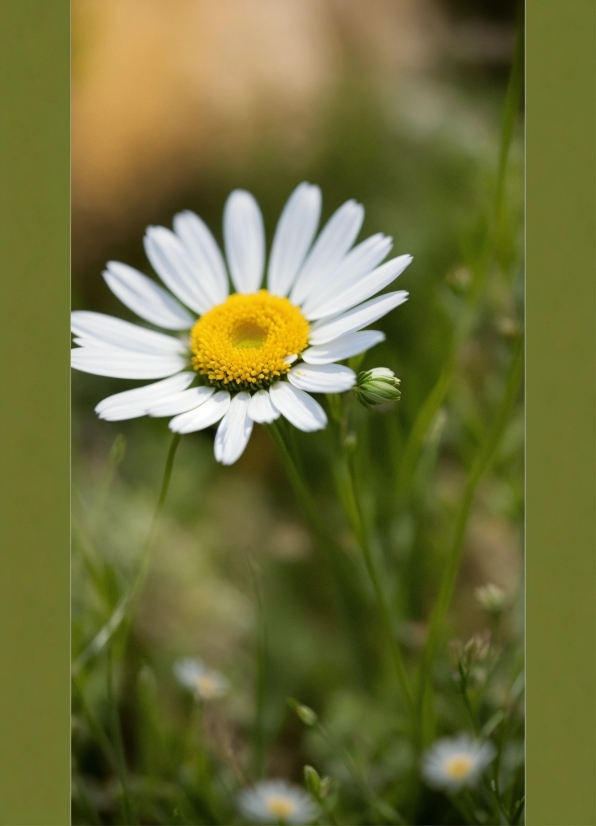 Flower, Plant, Camomile, Petal, Chamaemelum Nobile, Grass