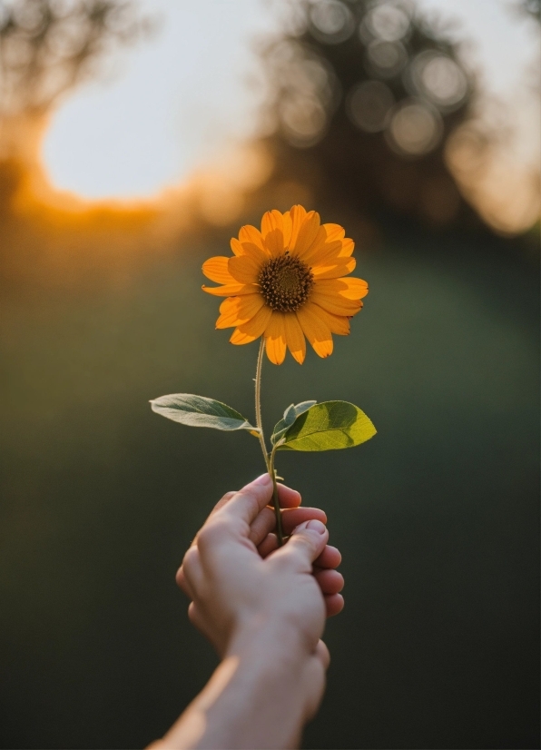 Flower, Plant, Petal, Leaf, Orange, Flash Photography