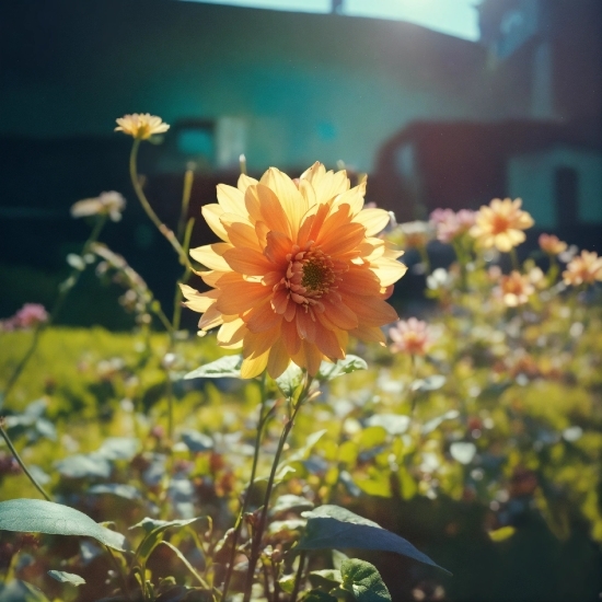 Flower, Plant, Sky, Cloud, Nature, Leaf