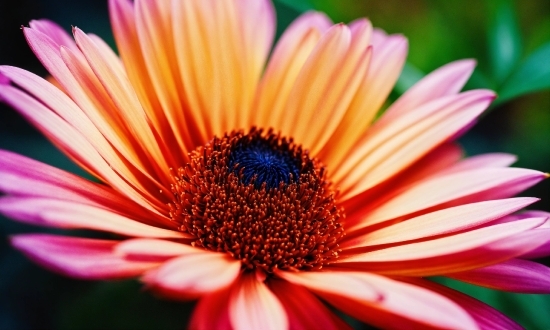 Flower, Purple Coneflower, Plant, Sky, Pollinator, Insect