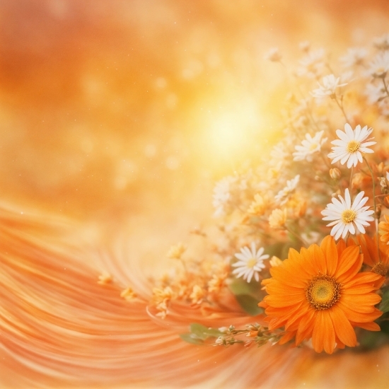 Flower, Plant, Petal, Orange, Camomile, Art