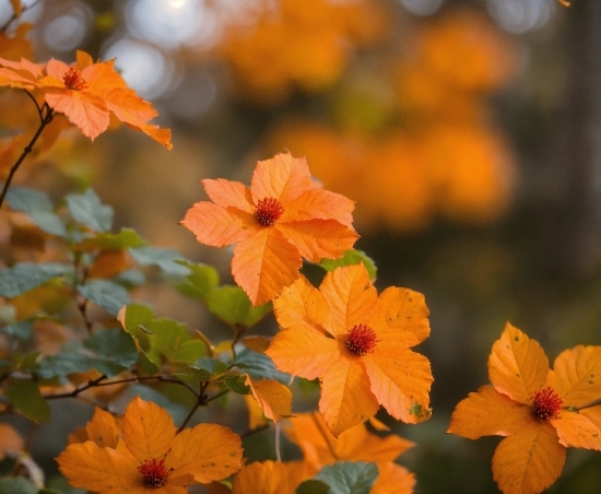 Flower, Plant, Light, Nature, Leaf, Orange