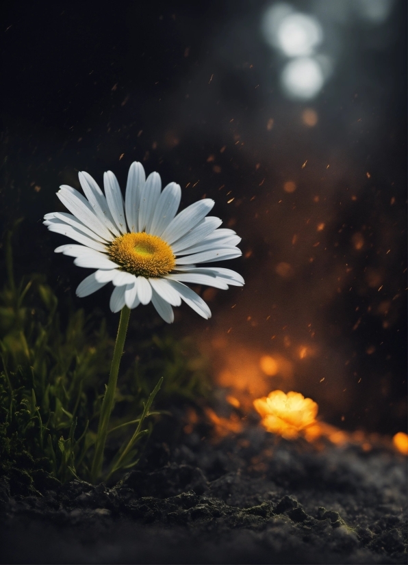 Flower, Plant, Sky, Petal, Flash Photography, Orange