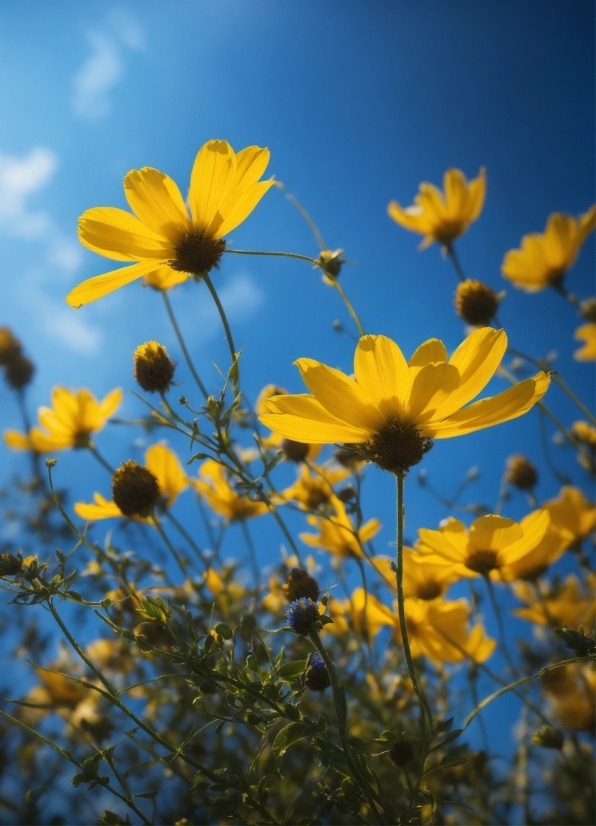 Flower, Sky, Plant, Natural Landscape, Botany, Petal