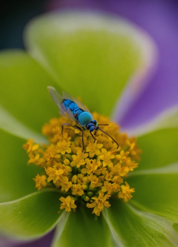 Flower, Plant, Pollinator, Arthropod, Insect, Organism