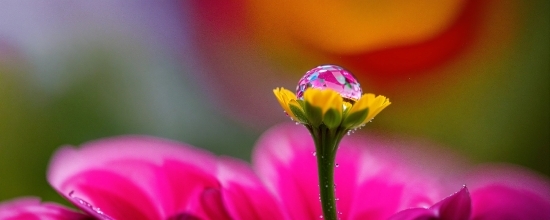 Flower, Plant, Purple, Petal, Pink, Violet