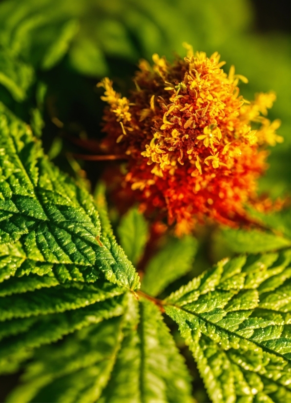 Flower, Plant, Green, Leaf, Petal, Terrestrial Plant