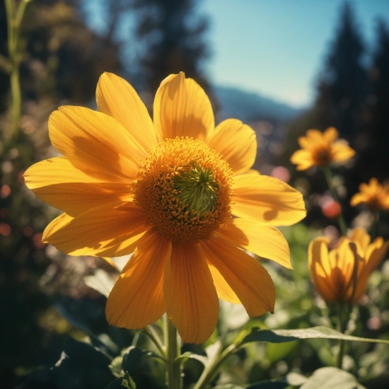 Flower, Plant, Sky, Petal, Vegetation, Sunlight