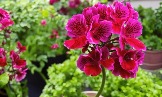 Flower, Plant, Petal, Groundcover, Flowering Plant, Magenta