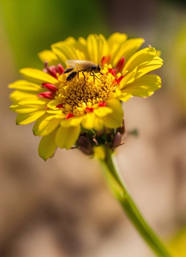 Flower, Plant, Pollinator, Insect, Botany, Arthropod