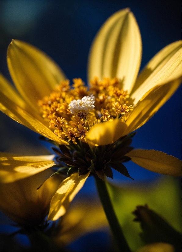 Flower, Plant, Sky, Botany, Petal, Terrestrial Plant