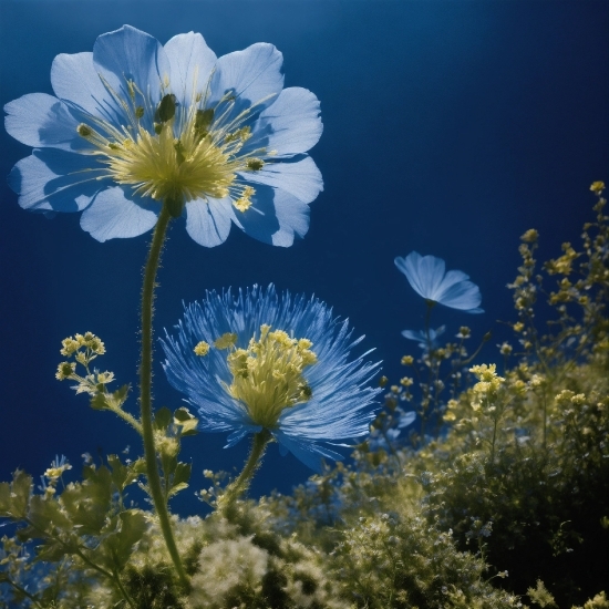 Flower, Plant, Petal, Sky, Natural Landscape, Flowering Plant