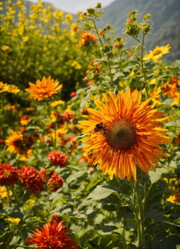 Flower, Plant, Sky, Botany, Petal, Yellow