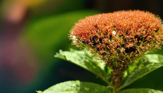 Flower, Plant, Terrestrial Plant, Grass, Petal, Flowering Plant