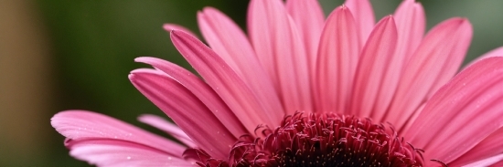 Flower, Plant, Petal, Pink, Flowering Plant, Magenta