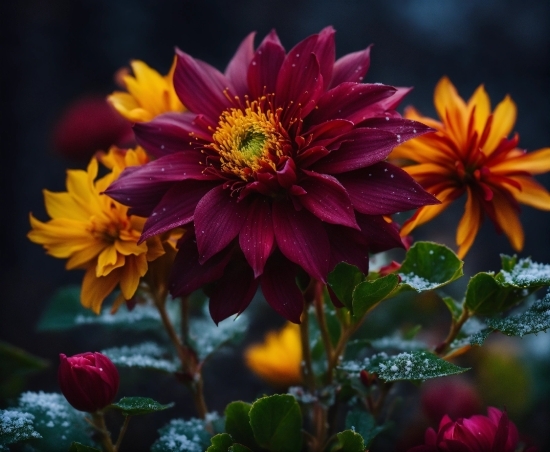 Flower, Plant, Petal, Orange, Purple, Vegetation