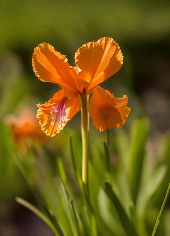 Plant, Flower, Petal, Terrestrial Plant, Annual Plant, Grass