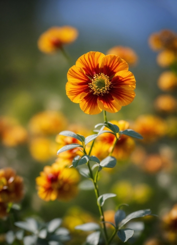 Flower, Plant, Petal, Orange, Sunlight, Grass