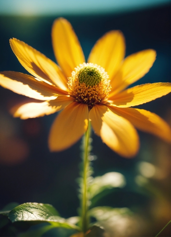 Flower, Plant, Petal, Sky, Annual Plant, Herbaceous Plant