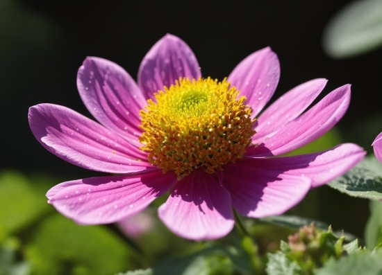 Flower, Plant, Petal, Magenta, Annual Plant, Flowering Plant