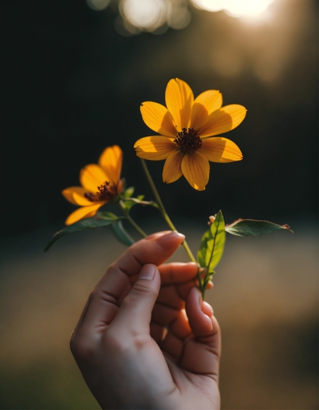 Flower, Plant, Petal, Gesture, Flowering Plant, Grass