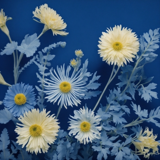 Flower, Plant, Camomile, Petal, Nature, Botany