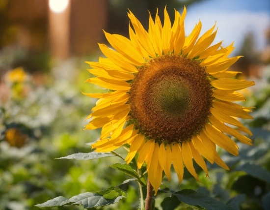 Flower, Plant, Petal, Sunlight, Cuisine, Sky