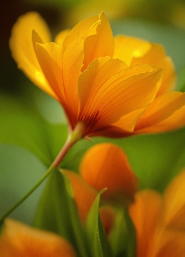 Flower, Plant, Petal, Orange, Natural Landscape, Close-up