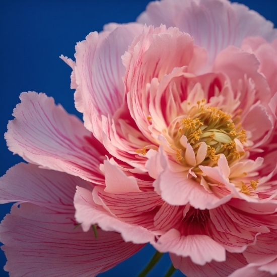 Flower, Plant, Petal, Natural Environment, Pink, Sunlight