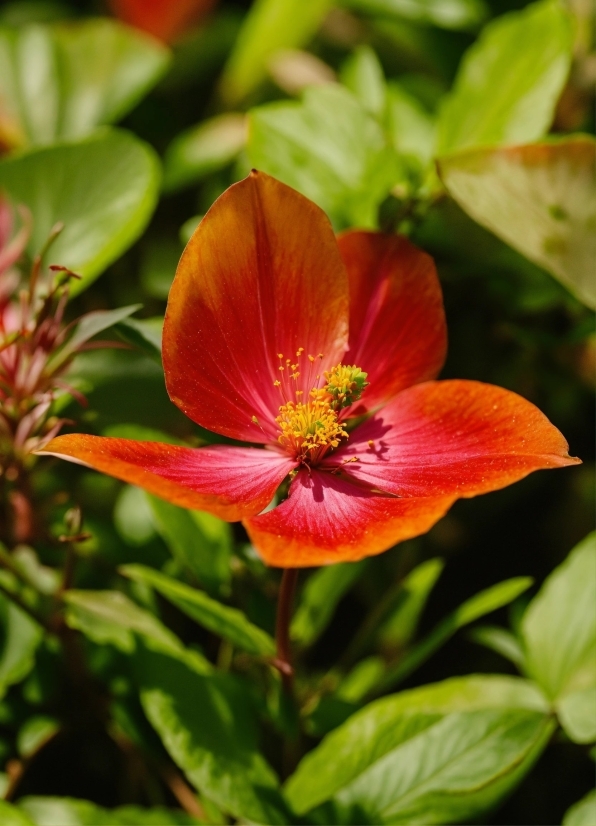 Flower, Plant, Petal, Terrestrial Plant, Flowering Plant, Close-up