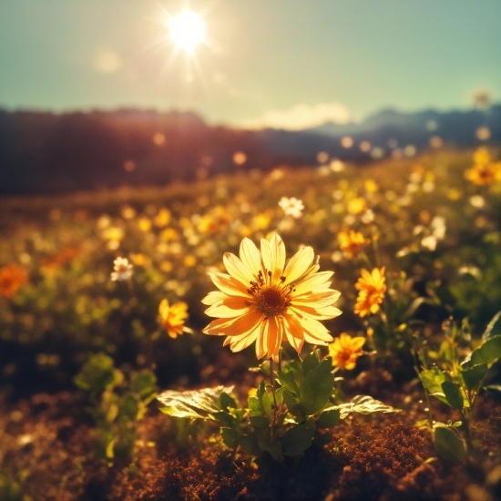 Flower, Sky, Plant, Light, Petal, Natural Landscape