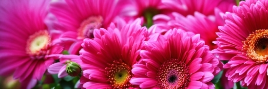 Flower, Petal, Plant, Pink, Artificial Flower, Red