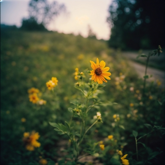 Flower, Plant, Sky, Ecoregion, Leaf, Natural Environment