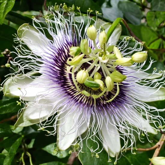 Flower, Plant, Purple Passionflower, Petal, Terrestrial Plant, Flowering Plant