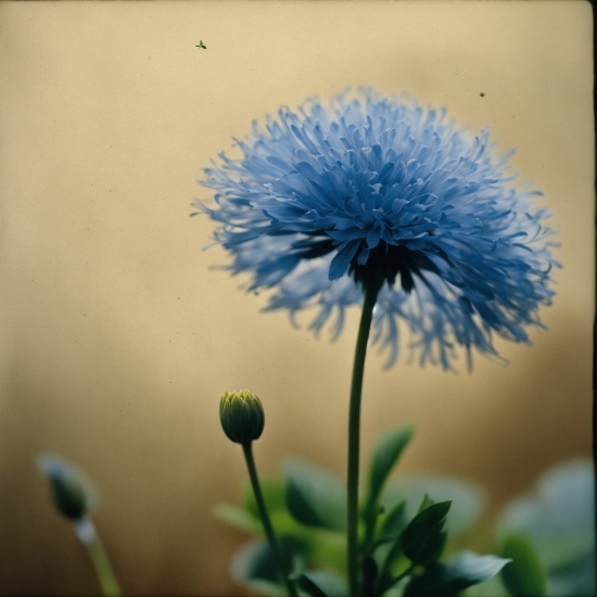 Flower, Plant, Petal, Flowering Plant, Dandelion, Herbaceous Plant