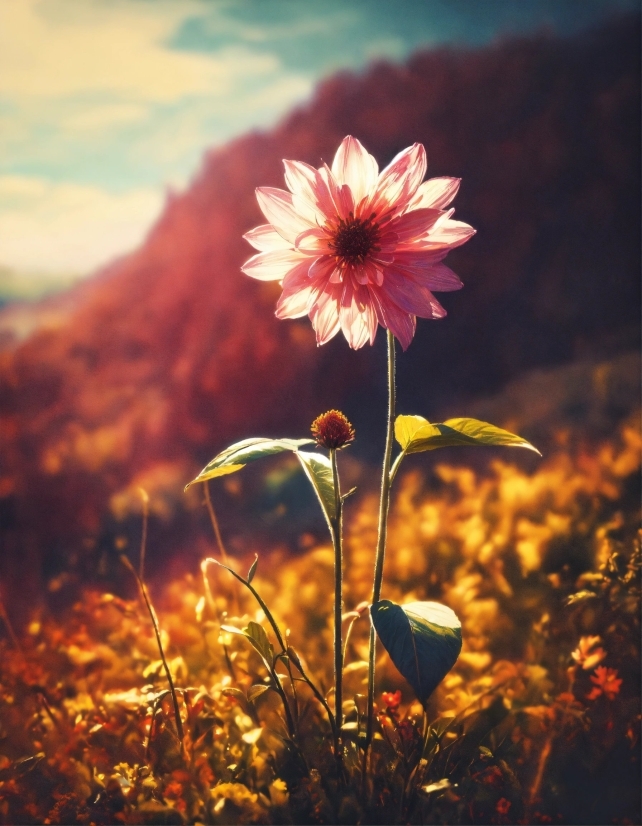 Flower, Cloud, Plant, Sky, Atmosphere, Natural Landscape