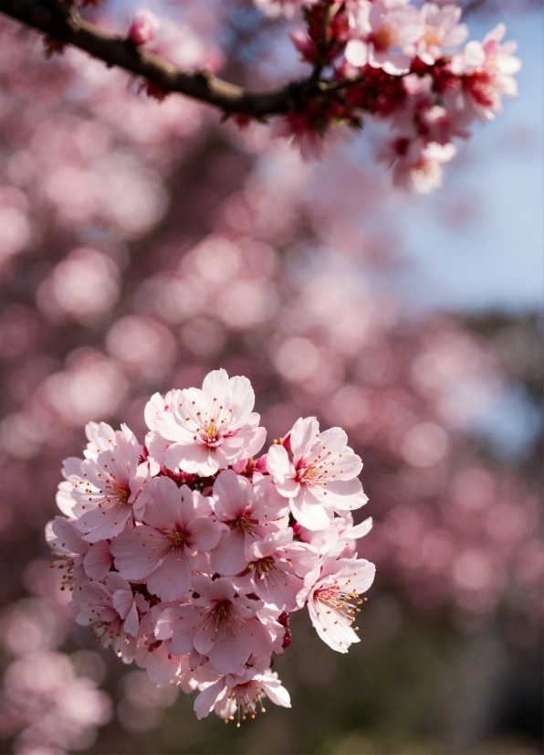 Flower, Daytime, Plant, Nature, Botany, Branch