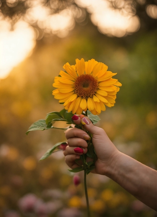 Flower, Plant, Petal, People In Nature, Botany, Orange