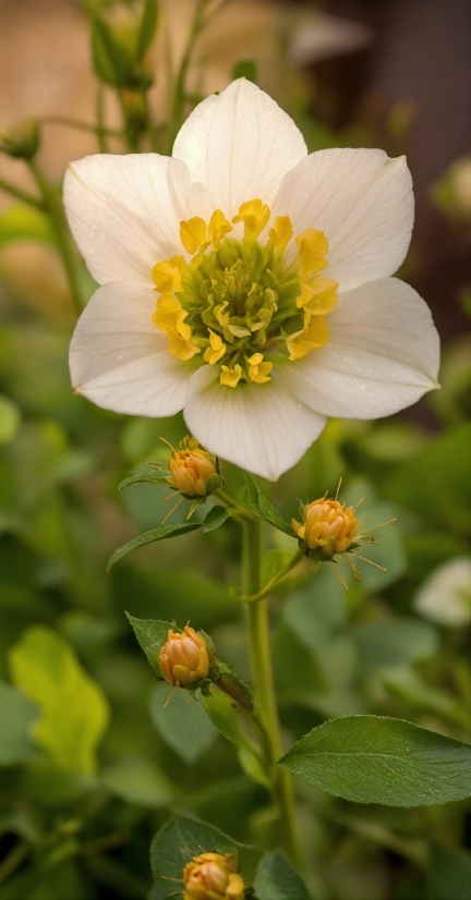 Flower, Plant, Botany, Petal, Flowering Plant, Close-up