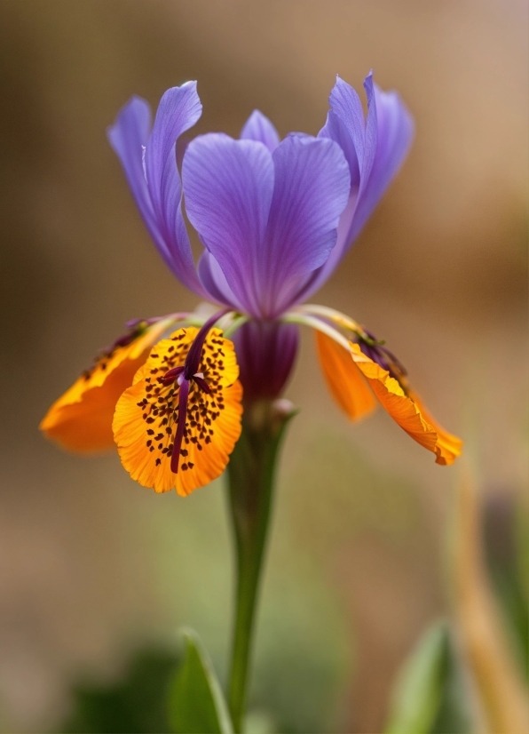 Flower, Plant, Petal, Terrestrial Plant, Close-up, Macro Photography