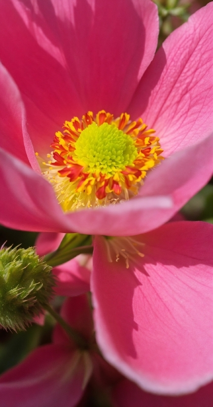 Flower, Plant, Botany, Petal, Pink, Red