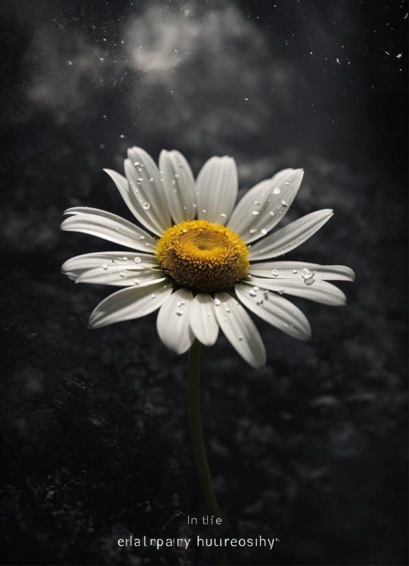 Flower, Plant, Liquid, Sky, Petal, Flash Photography