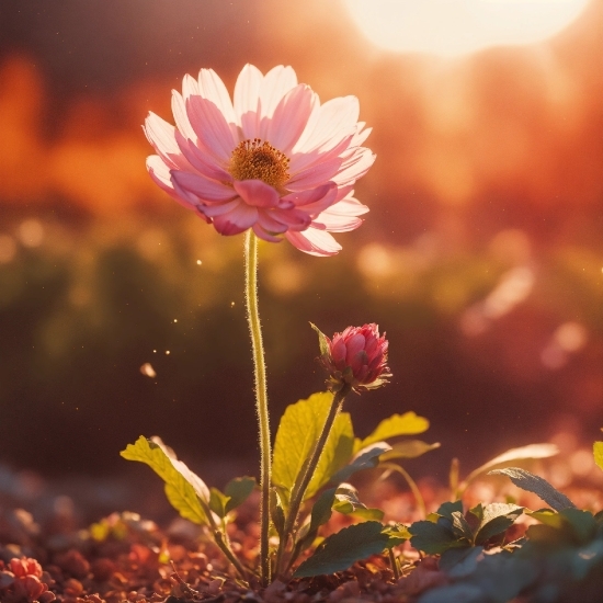 Flower, Plant, Sky, Light, Leaf, Nature