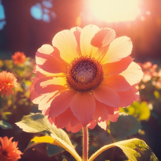 Flower, Plant, Light, Petal, Leaf, Orange