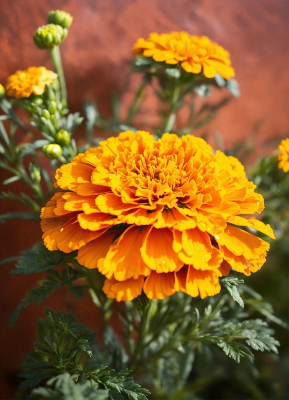 Flower, Plant, Petal, Orange, Yellow, Flowering Plant