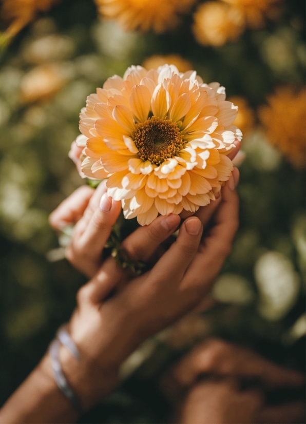 Flower, Plant, Nature, Botany, Orange, Petal