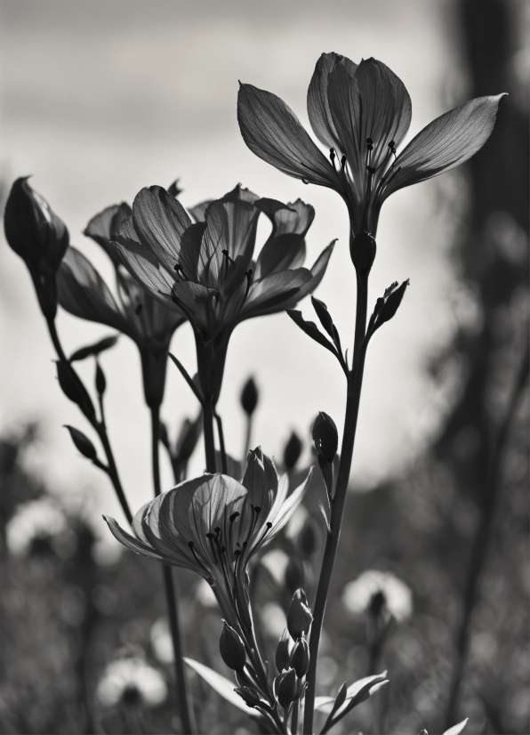 Flower, Plant, White, Petal, Branch, Black-and-white